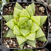 Gasteria Green Ice