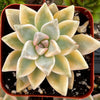 Variegated Ghost Plant