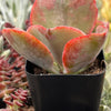 Echeveria Pink Ruffle