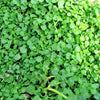 1000 Bulk CORSICAN MINT Mentha Requienii Herb Fragrant Ground Cover Flower Seeds