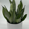 Sansevieria 'Moonshine'