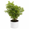 Aralia Ming Stump