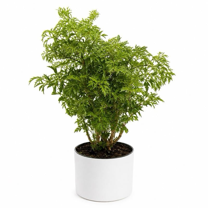 Aralia Ming Stump