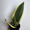 Sansevieria Zeylanica 'Black Gold'
