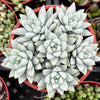 Echeveria Lilac Mist