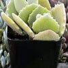 Kalanchoe Milottii