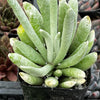 Senecio Woolly