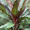 Banana Bundle: Siam Ruby, Blood Banana, Dwarf Cavendish & Red Abyssinian