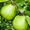 XL Guava Bundle: 'Ruby Supreme' & 'Kilo' Guava Trees