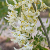 Moringa (Moringa oleifera)
