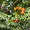 African Tulip Tree, Jamaican Donkey Pee Pee  (Spathodea campanulata)