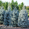Grow Your Own CHRISTMAS TREE COLLECTION - 4 Gift Packets of Tree Seeds - Fraser Fir, Balsam Fir, Douglas Fir, & Blue Spruce + Free Gift Bag