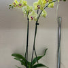 Orchid 'Yellow Phalaenopsis'