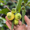 Rose Apple (Syzygium jambos)
