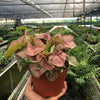 Syngonium 'Strawberry'