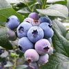 50 SOUTHERN HIGHBUSH BLUEBERRY Pre-Stratified Vaccinium Corymbosum Blue Berry Fruit Bush Shrub Seeds