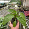 Monstera Adansonii 'Swiss Cheese'