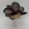 Calathea Roseopicta 'Pale Rosy'