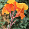 5 ORANGE CANNA LILY Indian Shot Arrowroot Canna Indica Flower Seeds