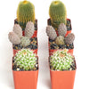Assorted Mini Cactus Collection