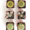 Assorted Mini Cactus Collection