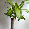 Brazilian Lucky Wood (Dracaena Massangeana)