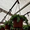 Sedum Donkey's Tail