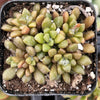 Anacampseros Vanthielii