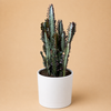 Euphorbia Trigona (Red)