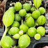 String of Watermelons
