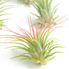 Tillandsia Ionantha Air Plant Collection