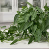 Pothos 'Cebu Blue'