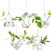 Glasseam Hanging Planters Glass Terrarium: 5Pcs Modern Plant Propagation Stations Hydroponic Wall Vases for Air Plants Flowers Indoor Window Home Decor