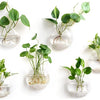 Mkono Wall Hanging Glass Terrariums Planter Oblate Flower Vase for Hydroponics Plants, Bathroom, Home Office Living Room Decor, Set of 6