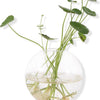 Pack of 6 Glass Planters Wall Hanging Planters Round Glass Plant Pots Hanging Air Plant Pots Flower Vase Air Plant Terrariums Wall Hanging Plant Container