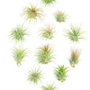 Tillandsia Ionantha Air Plant Collection