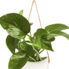 Potted Pothos in Hanging Ceramic Planter with Leather Strap