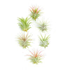 Tillandsia Ionantha Air Plant Collection
