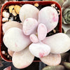 Pink Moonstone Pachyphytum