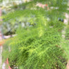 Fern 'Asparagus'
