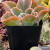 Echeveria Domingo