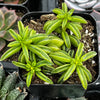Peperomia Axillaris