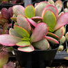 Crassula Platyphylla Pink Jade