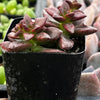 Echeveria Compressicaulis