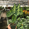 Alocasia 'Hilo Beauty'