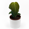 Philodendron Melanochrysum