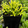 Rhipsalis Cereuscula