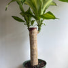 Brazilian Lucky Wood (Dracaena Massangeana)