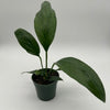 Anthurium Big Bill