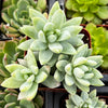 Sedeveria Blue Burrito
